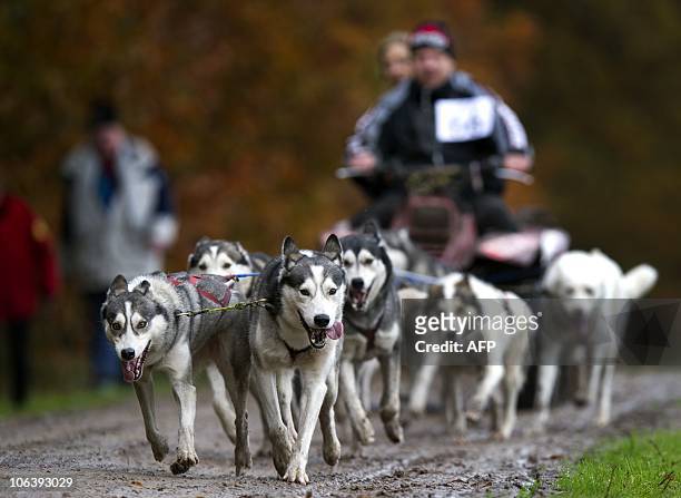 Huskies pull a luge during the international dog sled race in the Kneggelse forest in Veldhoven at on October 31, 2010. AFP PHOTO / ANP ROBERT VOS...