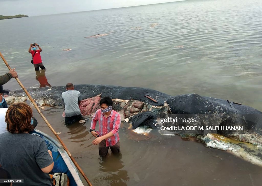 INDONESIA-ENVIRONMENT-WHALE