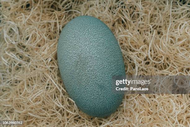 egg of cassowary bird - émeu photos et images de collection