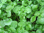 Close up of watercress with water droplets on leaves 