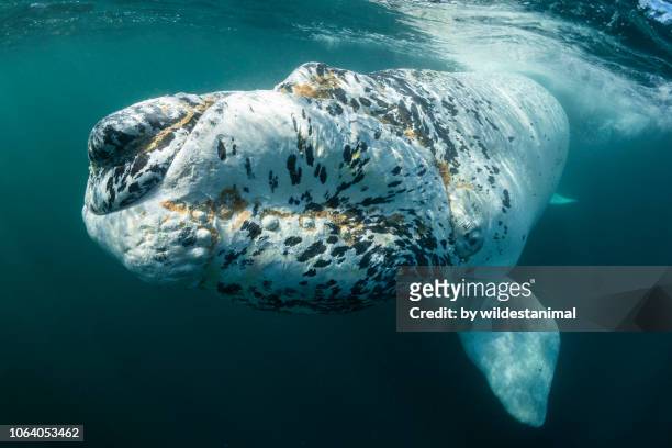 curious white southern right whale calf swims to the camera,, nuevo gulf, valdes peninsula, argentina. - southern right whale stock pictures, royalty-free photos & images