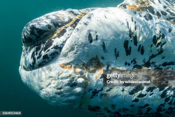 extreme close up of the head of a white southern right whale calf show the callosities and lice on it's skin,, nuevo gulf, valdes peninsula, argentina. - southern right whale stock pictures, royalty-free photos & images