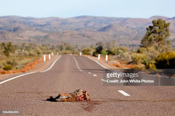 dead kangaroo on the road - flinders ranges stock-fotos und bilder