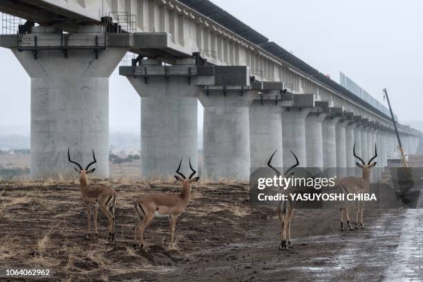 Impalas walk near the elevated railway that allows movement of animals below the tracks at the construction site of Standard Gauge Railway in Nairobi...