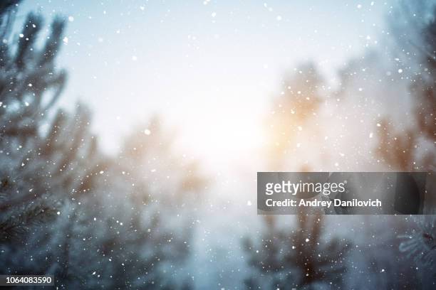 winter-szene - schneefall in den wäldern - snow stock-fotos und bilder