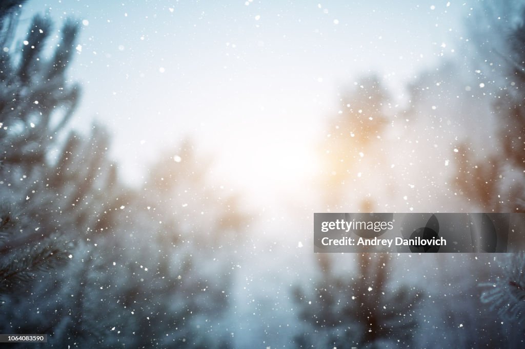 Escena de invierno - nieve en el bosque