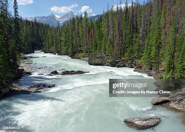 raging river - yoho national park bildbanksfoton och bilder