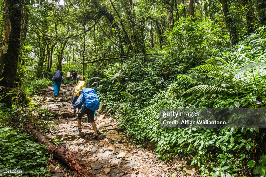 Hiking Through Tropical Forest Of Mount Gede, West Java