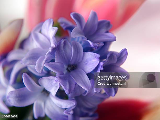 hyazinthen und tulpen - persian new year nowruz stock-fotos und bilder