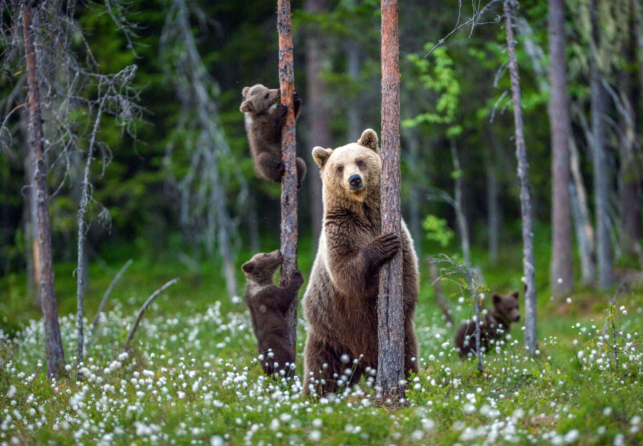 summer wildlife