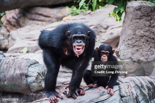 a mother chimpanzee and her baby - angry monkey stock pictures, royalty-free photos & images