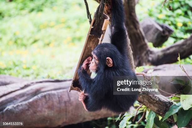 a baby chimpanzee is playing - chimpanzé photos et images de collection