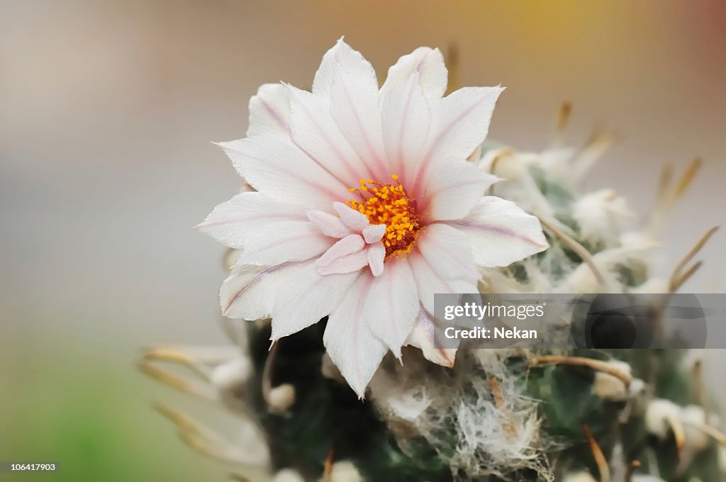 Beautiful flowering cactus.