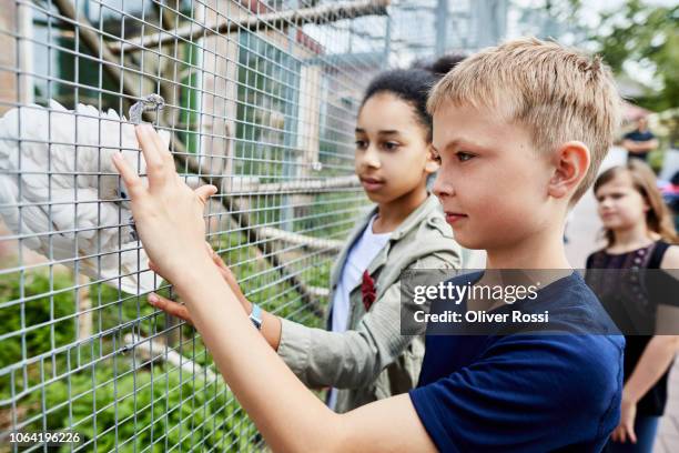 boy and girl with parrot in an aviary - aviary stock pictures, royalty-free photos & images