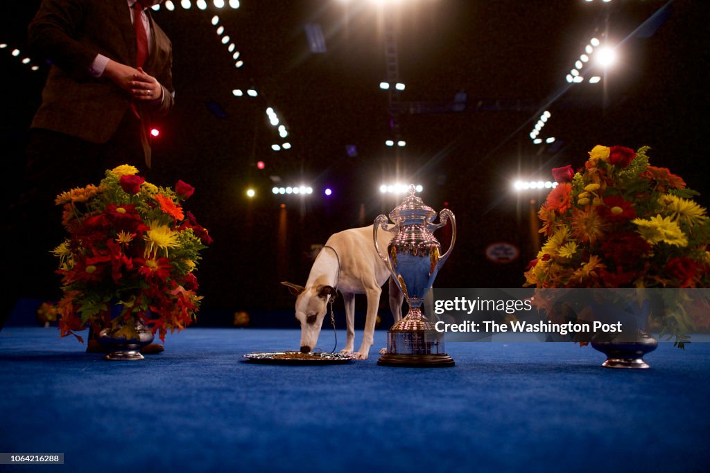17th Annual National Dog Show