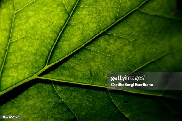 photosynthesis - feuille verte photos et images de collection