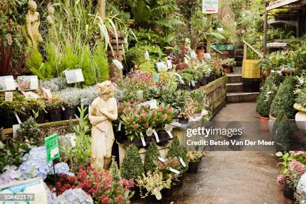 plant nursery showing collection of plants. - tuincentrum stockfoto's en -beelden