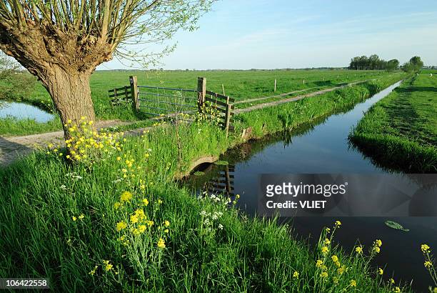 ländliche landschaft mit einem graben in den niederlanden - polder stock-fotos und bilder