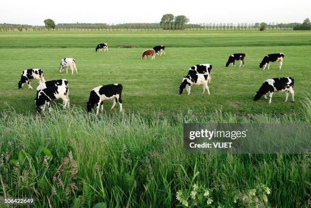 groupe de holstein vaches dans une prairie - vache noire et blanche photos et images de collection