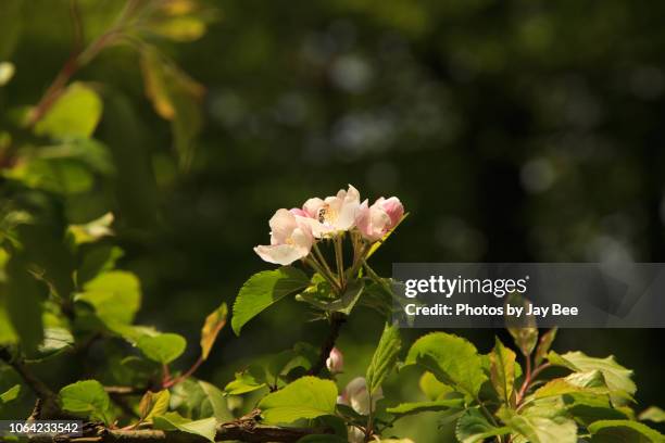 spring blossom - peak district national park spring stock pictures, royalty-free photos & images