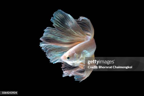 close up art movement of the siamese fighting fish or betta splendens on black background - siamese fighting fish stockfoto's en -beelden