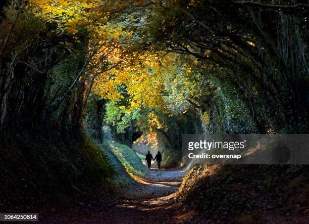 autumn tree tunnel - woodland stock pictures, royalty-free photos & images
