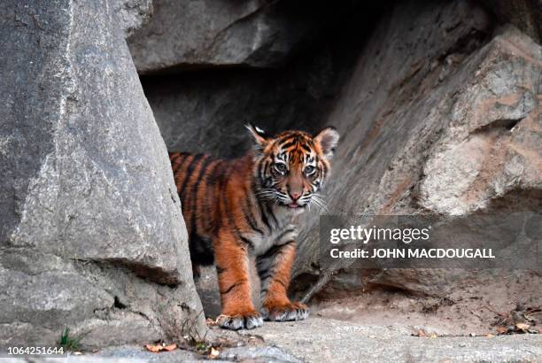 One of female Sumatran tiger Mayang's four cubs appears in its enclosure at Berlin's Tierpark zoo on November 22, 2018. - Mayang gave birth to four...