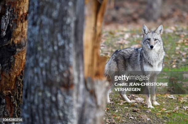 Coyote stands in the animal park of Sainte-Croix on November 22 in Rhodes, eastern France, as six specimen are recently welcomed for the first time. -