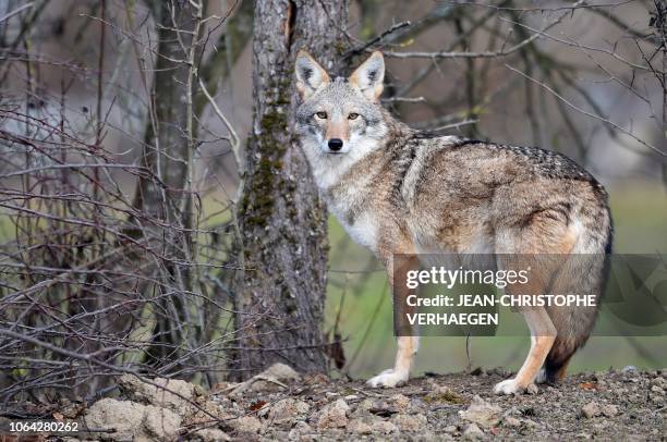 Coyote stands in the animal park of Sainte-Croix on November 22 in Rhodes, eastern France, as six specimen are recently welcomed for the first time.