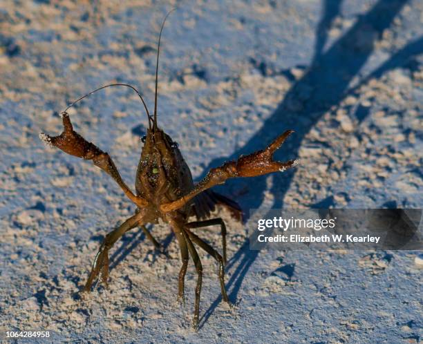 angry crawfish - crayfish stock pictures, royalty-free photos & images