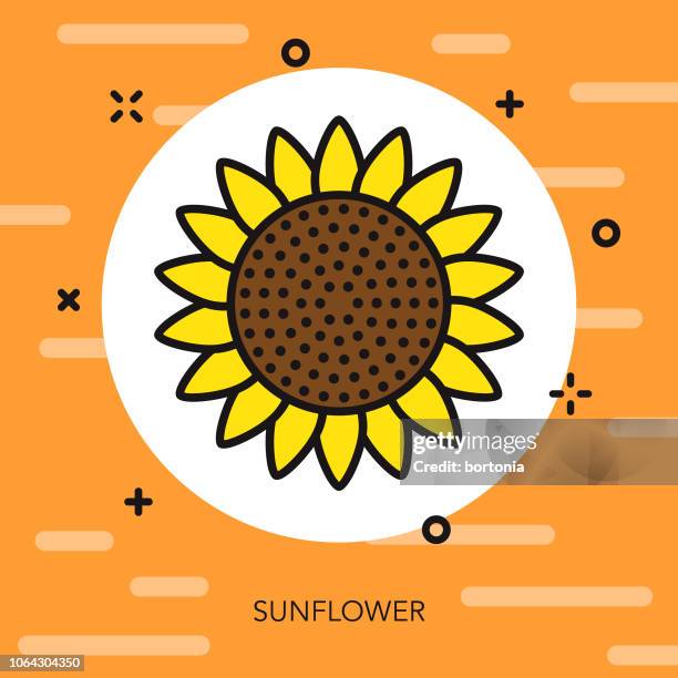 sonnenblume dünne linie landwirtschaft symbol - sonnenblumenkerne stock-grafiken, -clipart, -cartoons und -symbole