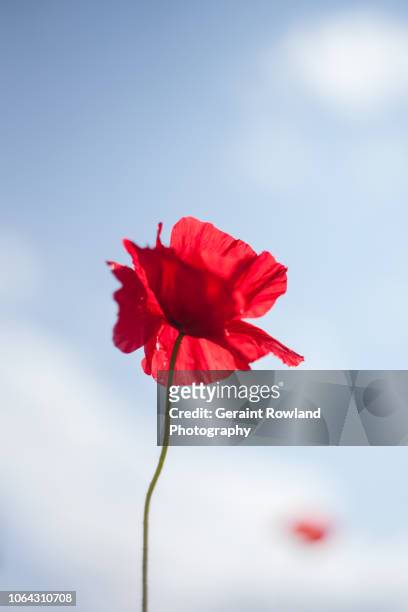 remembrance sunday, england - oriental poppy stock-fotos und bilder
