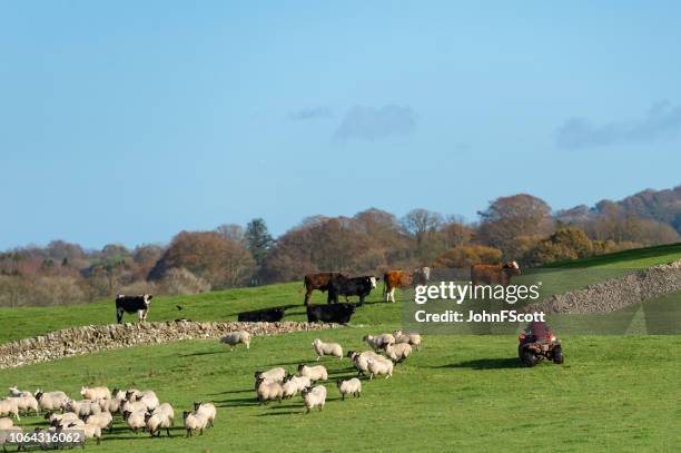 farm worker herding sheep - farm worker stock pictures, royalty-free photos & images