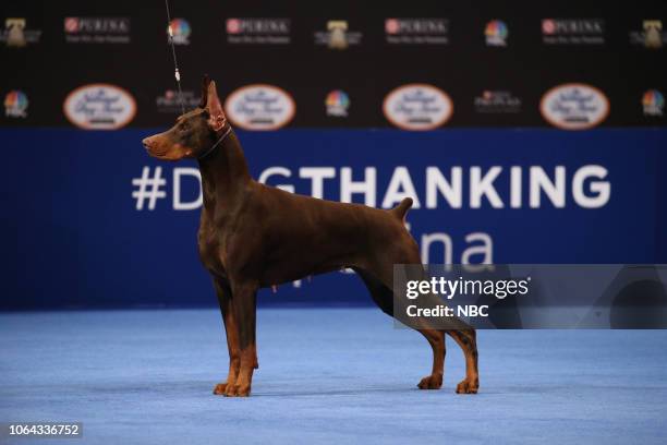 Pictured: Doberman Pinscher "Irupe" Group Winner --