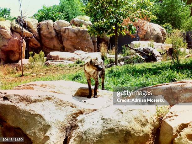 hyenas - denver zoo stock pictures, royalty-free photos & images