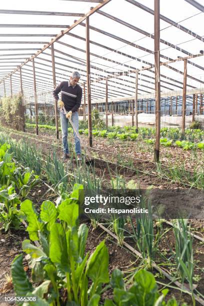 adult man plowing the field in a greenhouse - cowboy v till stock pictures, royalty-free photos & images