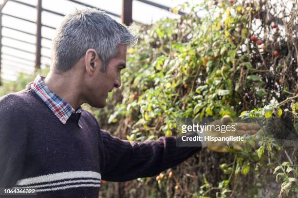 male farmer checking cherry tomato harvest - cowboy v till stock pictures, royalty-free photos & images