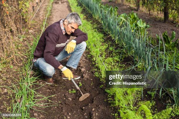 adult farmer using a mattock in a greenhouse looking very focused - cowboy v till stock pictures, royalty-free photos & images