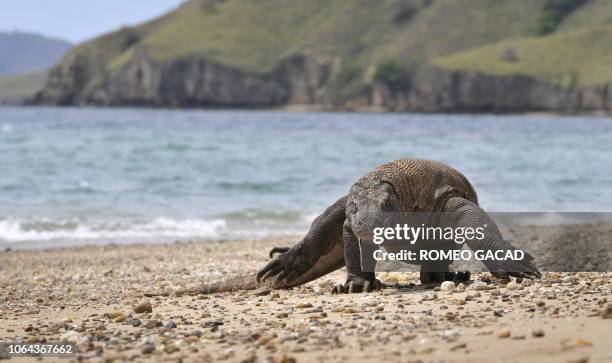 Indonesia-animals-environment-tourism FEATURE by Jerome Rivet In this photo taken December 2, 2010 a Komodo dragon searches the shore area of Komodo...