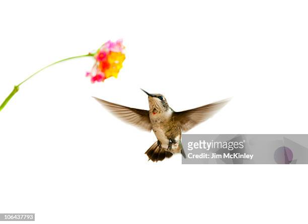 ruby-throated hummingbird - tropical bird white background stock pictures, royalty-free photos & images