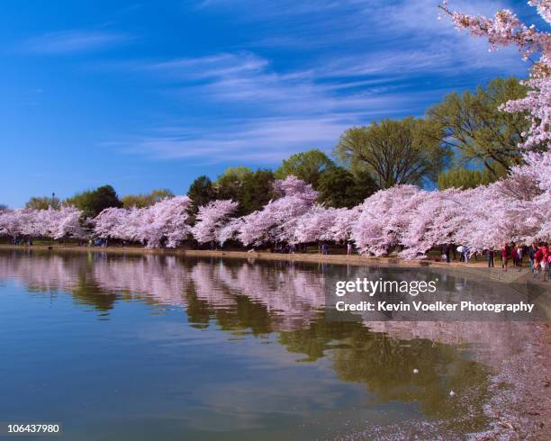 blossom's at tidal basin - washington dc cherry blossoms stock pictures, royalty-free photos & images