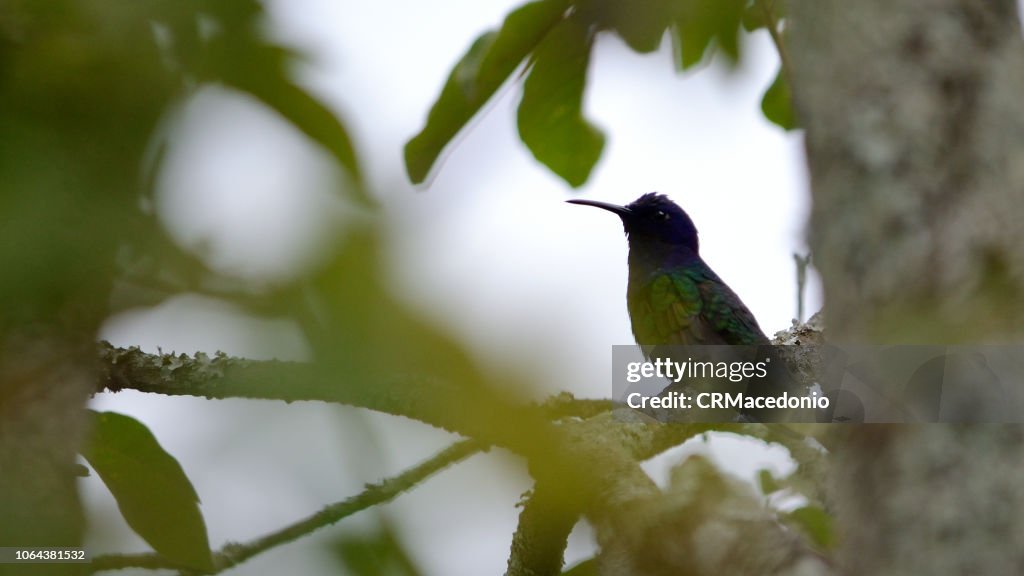 Hummingbird