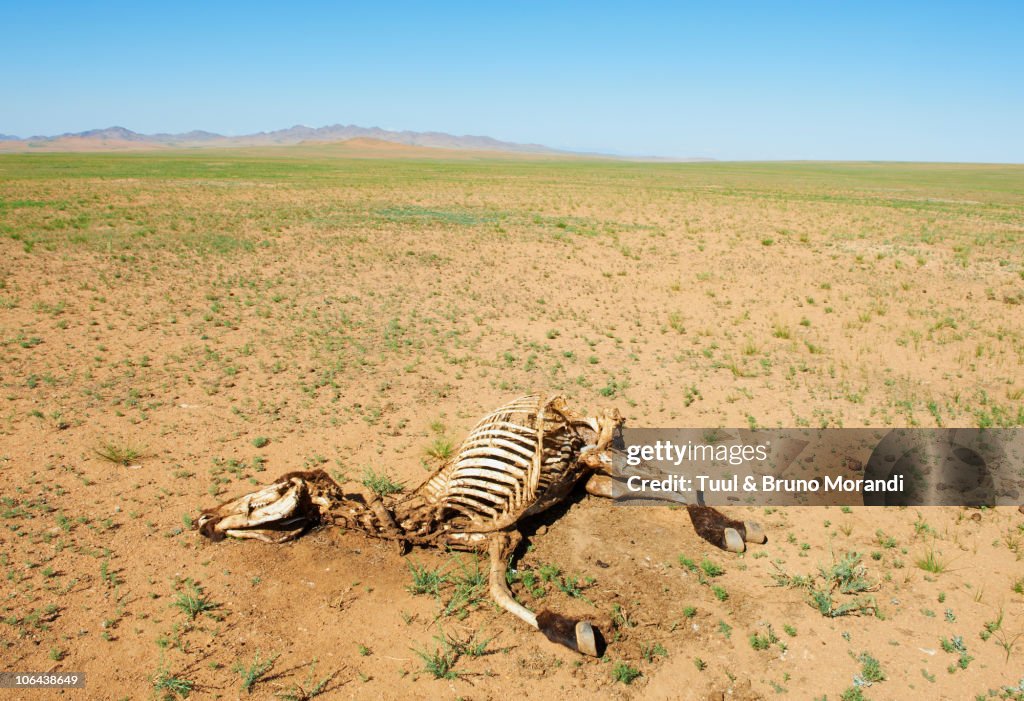 Mongolie, dead Livestock due to extreme weather