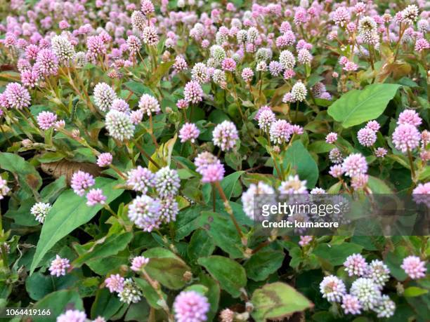 pink-head knotweed flowers - knöterich stock-fotos und bilder