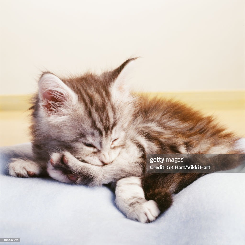 Maine Coon Kitten Cleaning Its Foot