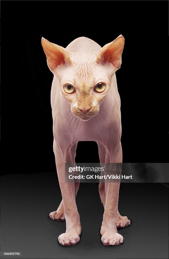 Standing Hairless Cat on Black Background