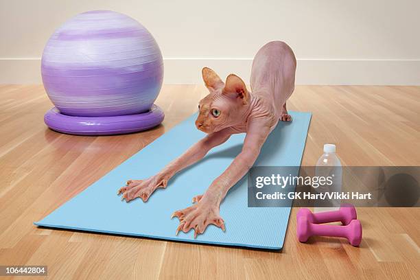 hairless cat in yoga studio - sphynx hairless cat stock pictures, royalty-free photos & images