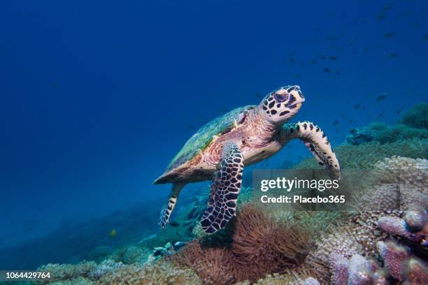 underwater rare encounter with critically endangered hawksbill sea turtle (eretmochelys imbricata) - tartaruga marinha imagens e fotografias de stock