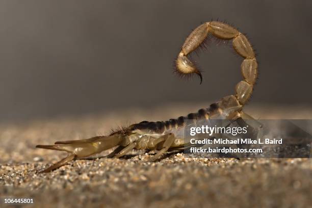 giant desert hairy scorpion (hadrurus arizonensis) - skorpion stock-fotos und bilder