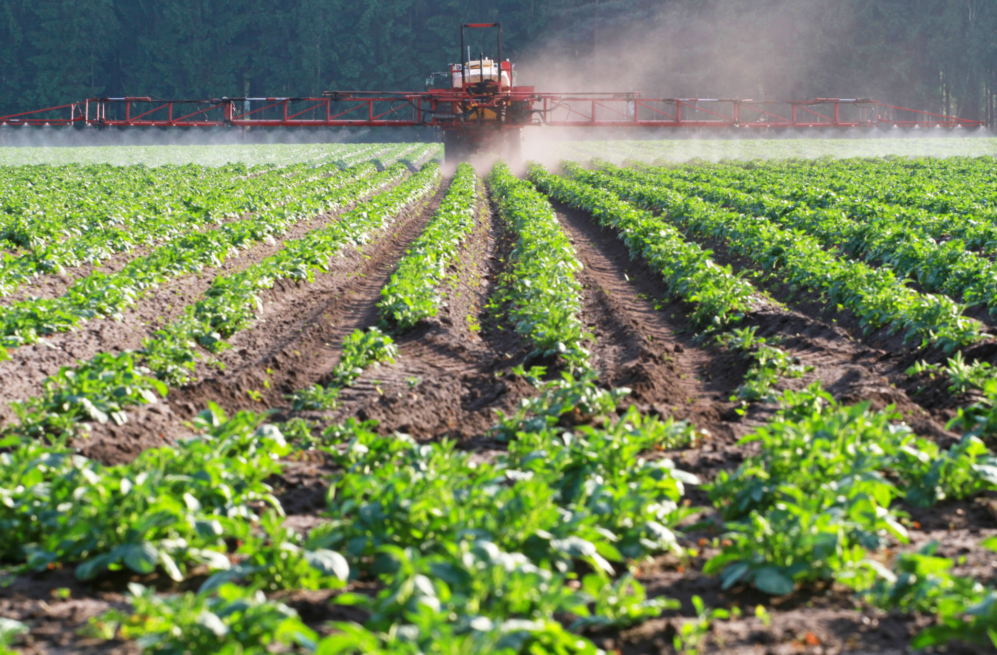 fungicide application